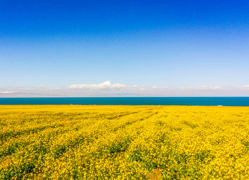 青海湖油菜花