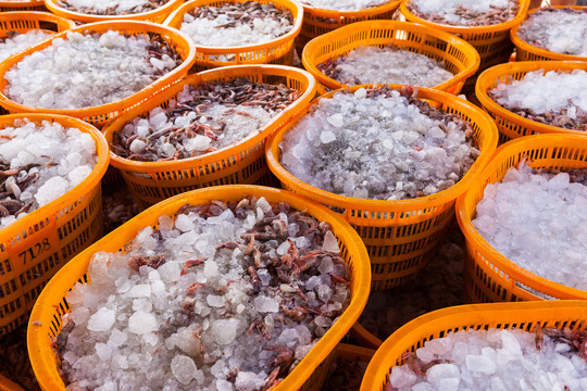 冰冻海鲜海虾