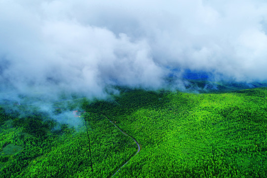 茂密林海云雾