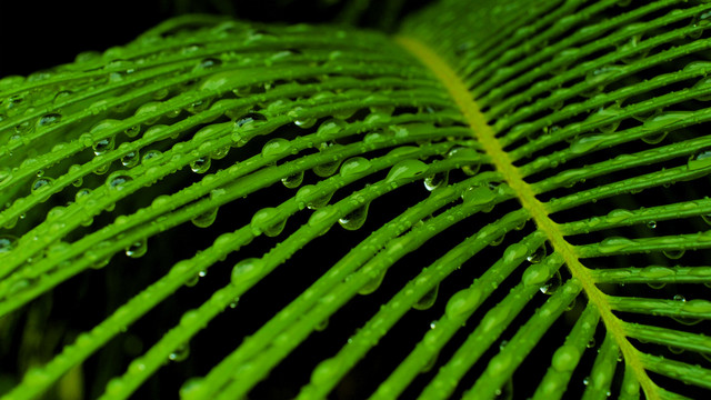 雨后的植物