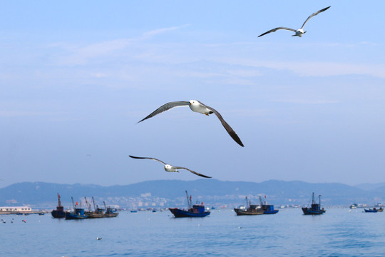 海鸥