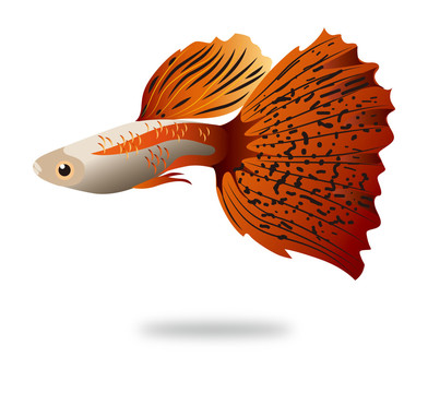 孔雀魚