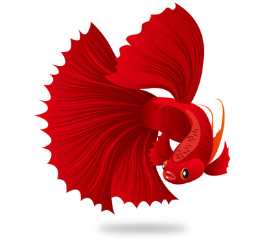 孔雀魚
