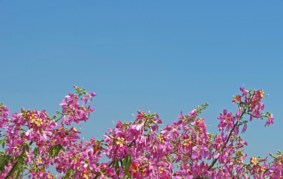 异木棉花枝