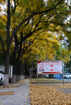 三峡大学秋景