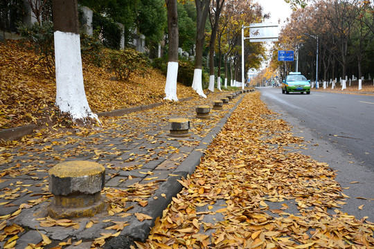 三峡大学秋景