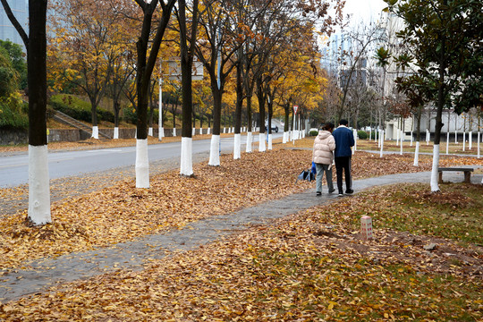 三峡大学秋景