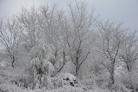 百里荒雪景