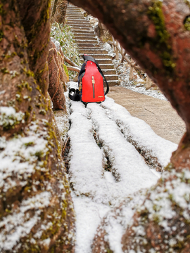 雪中红