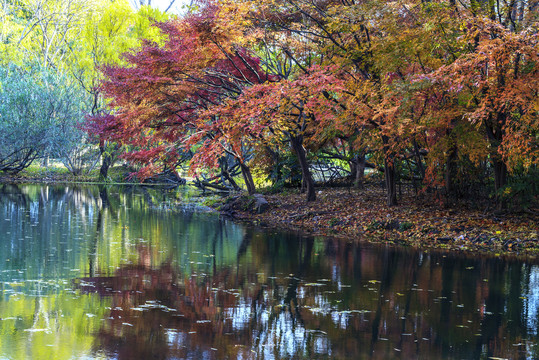上海共青森林公园秋色