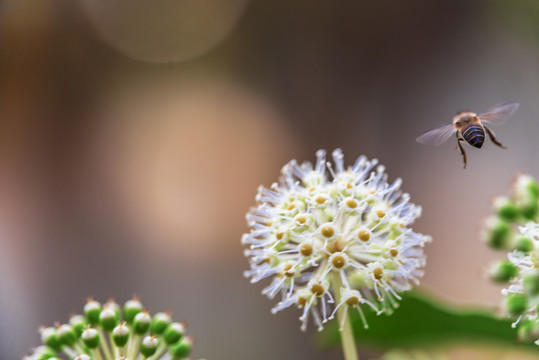 野草与蜜蜂