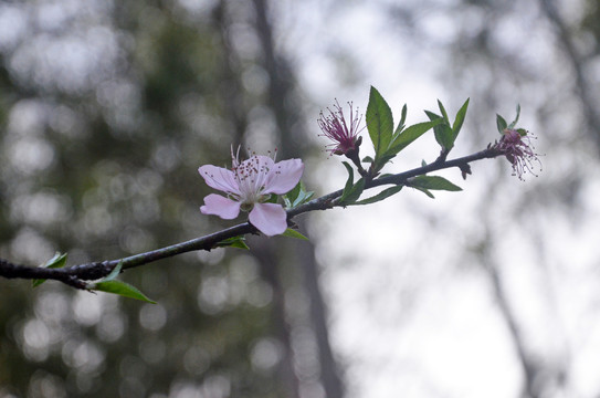 桃花