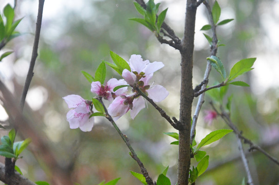 桃花