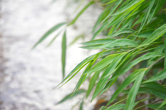 青草溪流