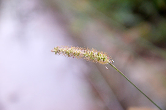 狗尾巴草