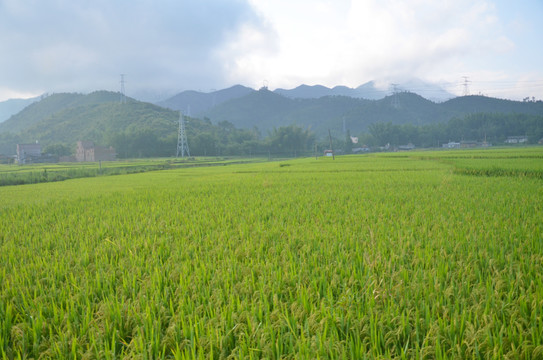 山区水稻种植