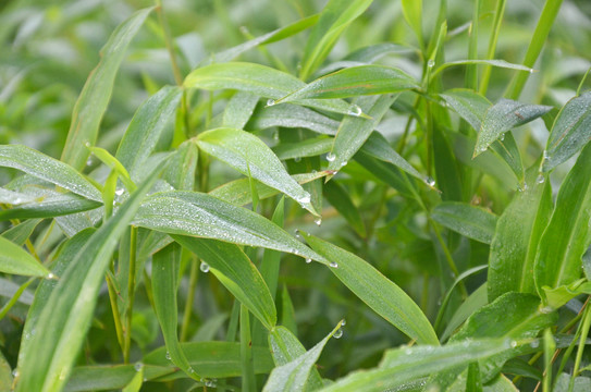 青草露水