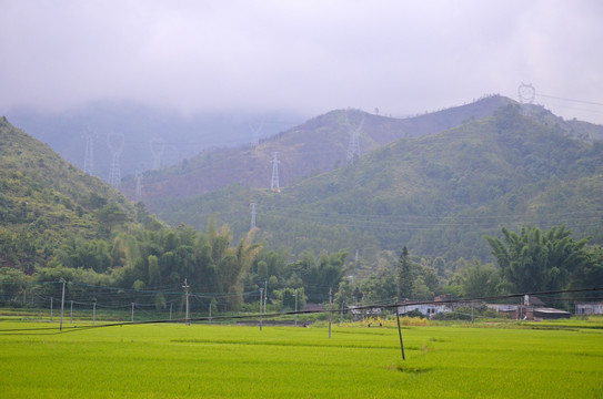 山区农村稻田