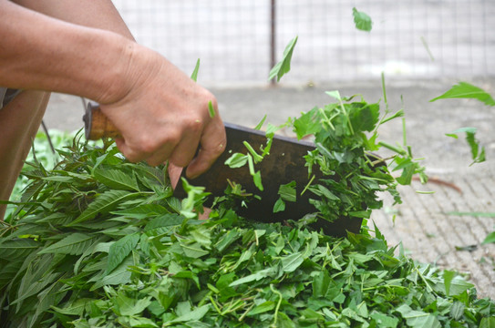 中草药牡荆