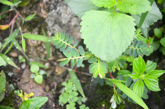 野草