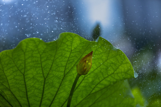 雨荷