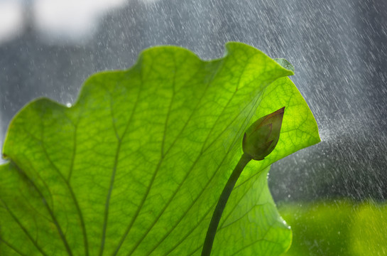 雨荷