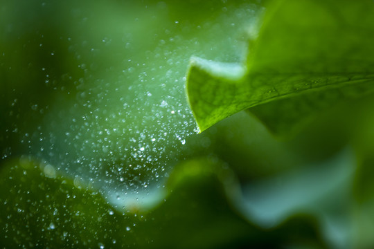 雨荷