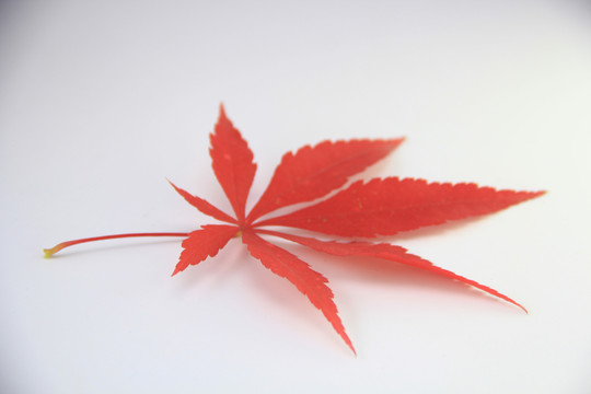 紅楓葉