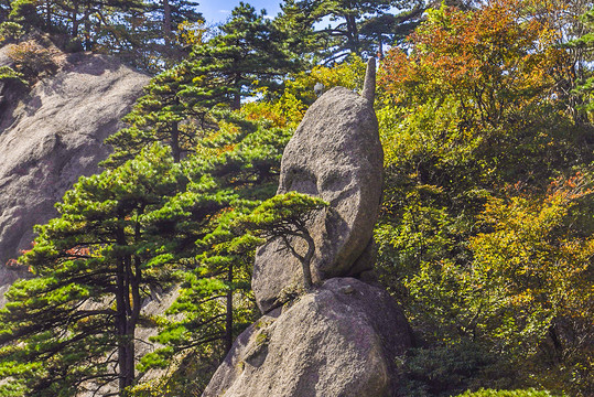 黃山奇松