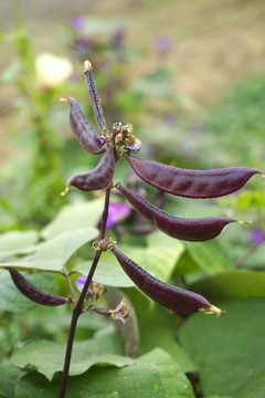 菜地里的紫扁豆
