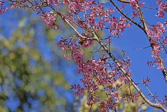 樱花