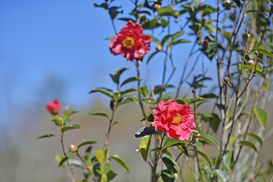 山茶花