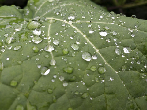 雨珠绿叶