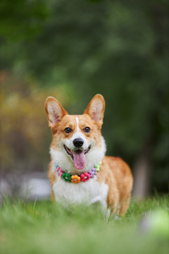 柯基犬