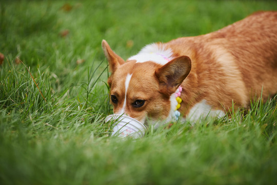 柯基犬