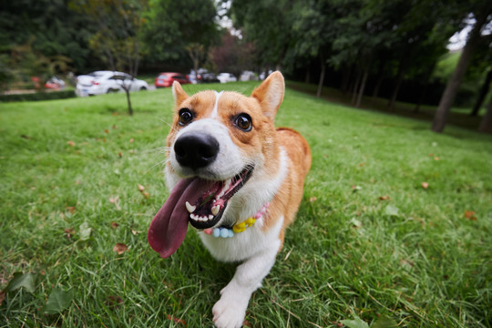 柯基犬