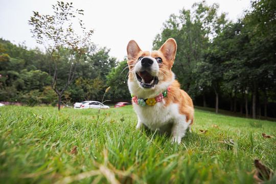 柯基犬