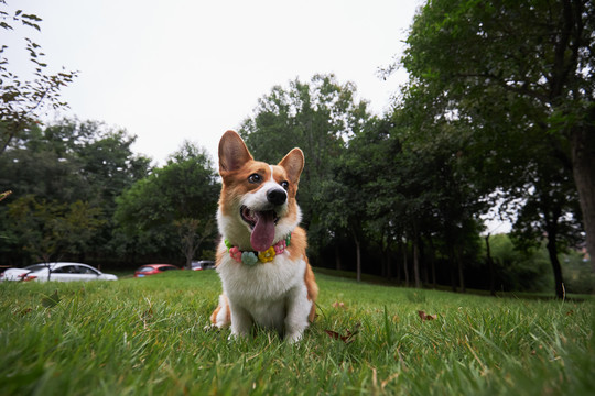 柯基犬