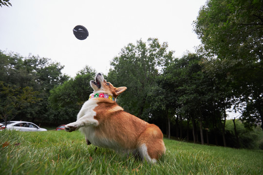 柯基犬