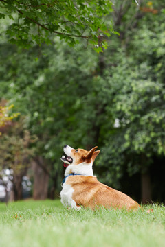 柯基犬