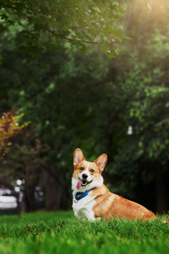 柯基犬