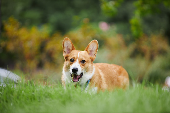 柯基犬