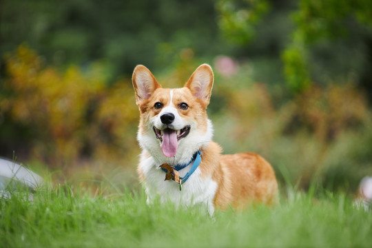 柯基犬