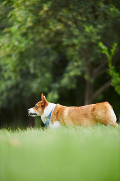 柯基犬