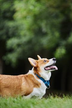 柯基犬