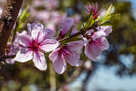 桃花