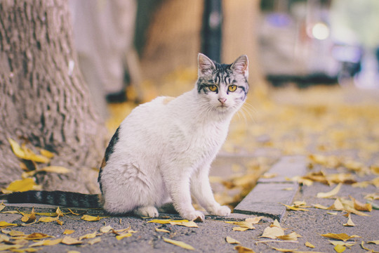 秋季动物猫