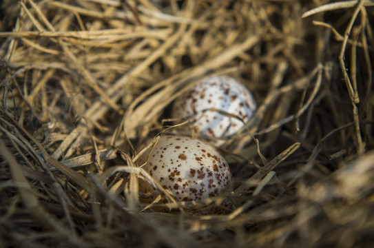 巢里的蛋