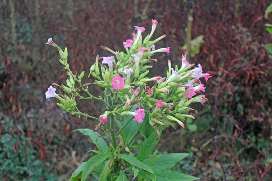 烟叶开花