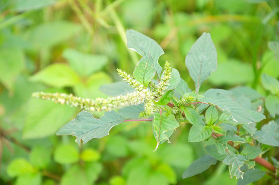 野苋菜